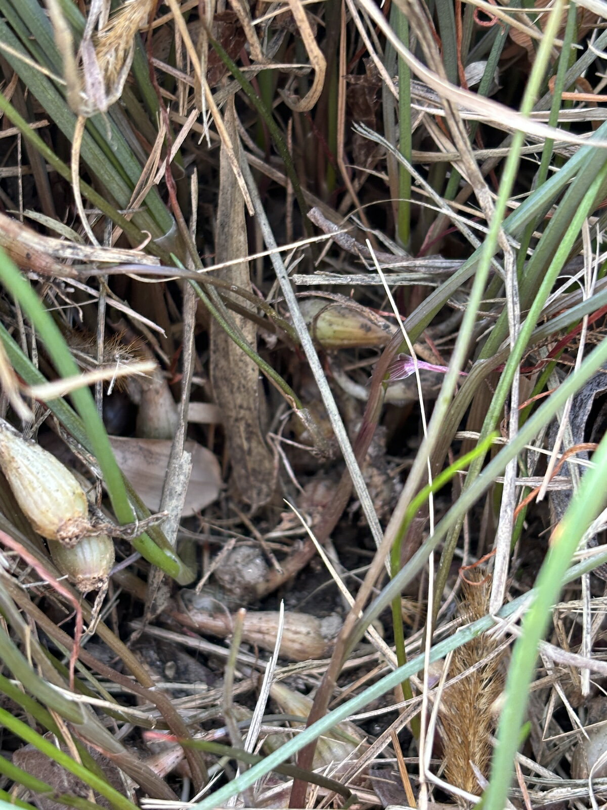 ����̵���������ꡡ���դ���å��祦�ġʤ�ä��礦��20��+ͽ����5�ܡ�ȯ��Ѥߡ�̵������̵��������ڱࡡ�տ���