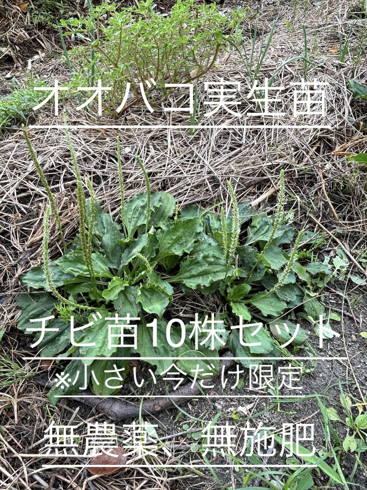 送料無料！自然の恵み オオバコ実生苗 　チビ苗限定　10株セット｜庭にも畑にも育てる薬草＆食草