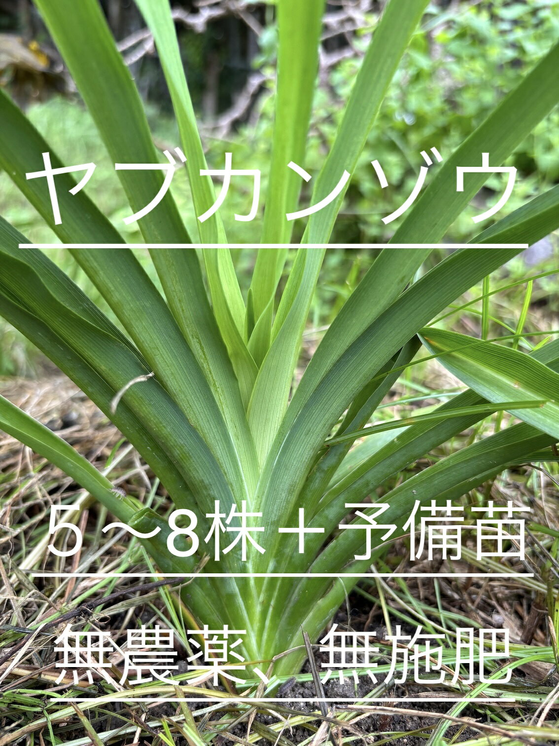 楽天市場】ノカンゾウの通販