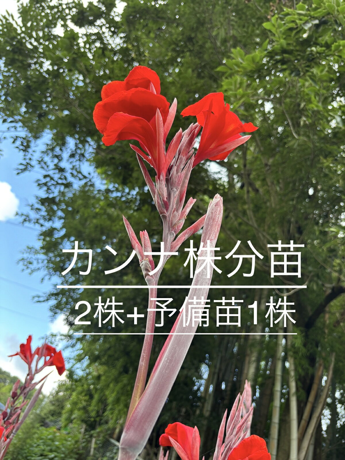 カンナ（赤花・大型種）について ・草丈1〜2mになる大型種。夏の庭の主役になります ・7〜10月、鮮やかな赤い花が次々と咲き続けます 育て方はかんたん ・植え時：3〜5月（今の時期の植え付けもOK。根がしっかりしているので夏植えでも育ちます） ・日当たりのよい場所に、深さ15cmほどに植えます ・植え付け後はたっぷり水やり。夏は水切れに注意してください ・冬は地上部が枯れても、地中の根茎で越冬。春にまた芽が出ます ・植えっぱなしで毎年楽しめる、初心者さんにおすすめの丈夫な植物です