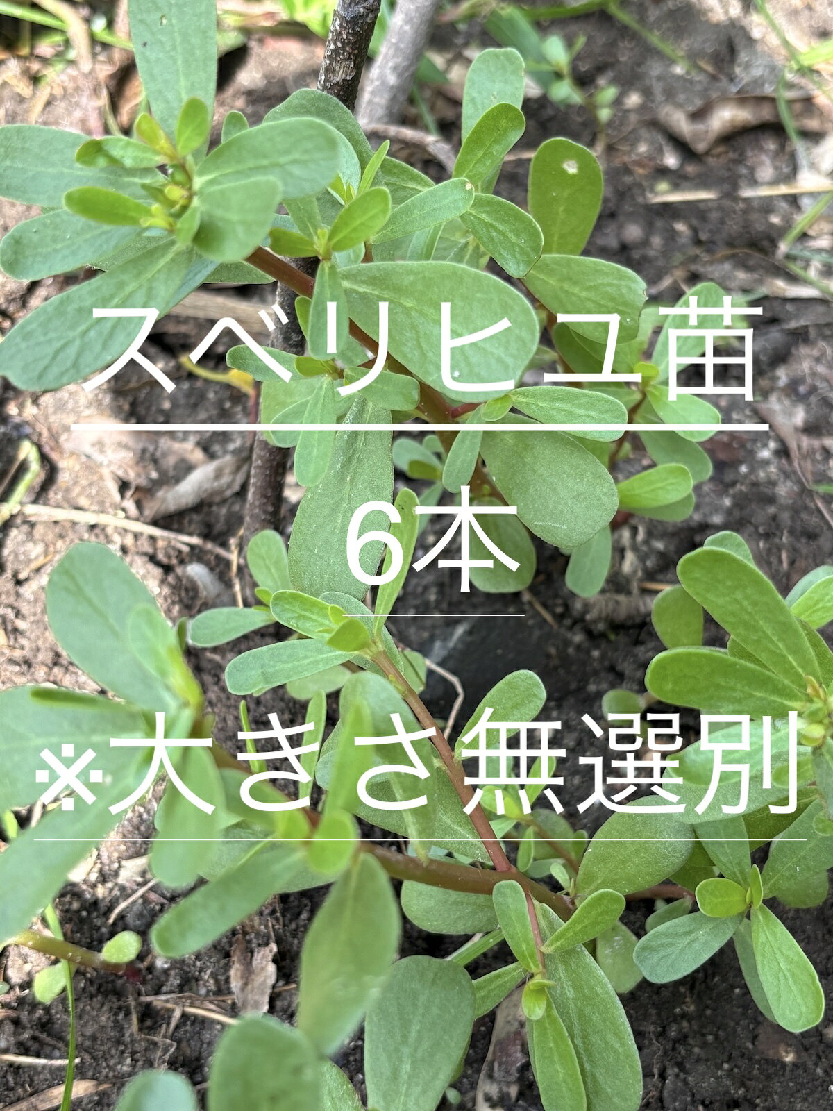 農薬不使用スベリヒユ、 ヒョウ菜、 いはいづる、馬歯莧(バシケン) 農薬不使用スベリヒユ、 ヒョウ菜、 いはいづる、馬歯莧(バシケン