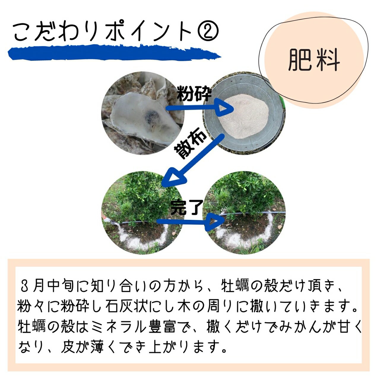 和歌山県産　不知火（しらぬい）　4kg【家庭用】