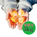 【2025年11月下旬より順次発送】和歌山産 有田みかん 5kg 【訳あり】(S〜Lサイズ混合)
