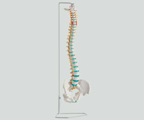 ※※※「事業者向け商品」※※※曲げやすい実物サイズの可動型脊椎モデルです。L3、L4間に椎間板ヘルニアを再現しています。