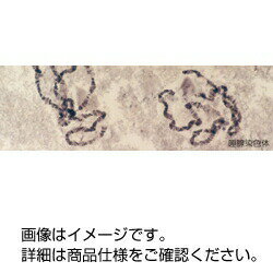 プレパラート 唾腺染色体　3-157-0360