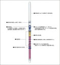 ガステック ガス検知管 3M アンモニア(4)