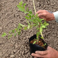 沖縄県産ヘナとインディゴで明るいブラウン【おきなわヘナ琉球くり色】(ヘナ100%+藍)天然トリートメント
