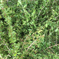 沖縄県産ヘナとインディゴで明るいブラウン【おきなわヘナ琉球くり色】(ヘナ100%+藍)天然トリートメント
