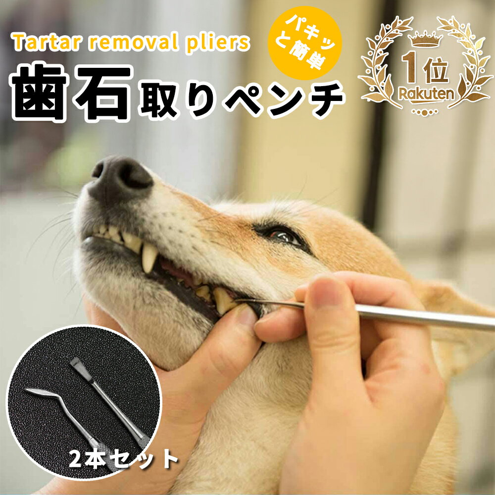 楽天TOMBOW【送料無料】歯石取り ゼオライト 4点セット 40cc ペット用 犬用 犬 歯 黄ばみ 汚れ 歯石 除去 歯磨き粉 歯周病 歯磨き 歯みがき はみがき ハブラシ 歯ブラシ 口臭ケア ブラシ カップ スケール スケーラー ペット