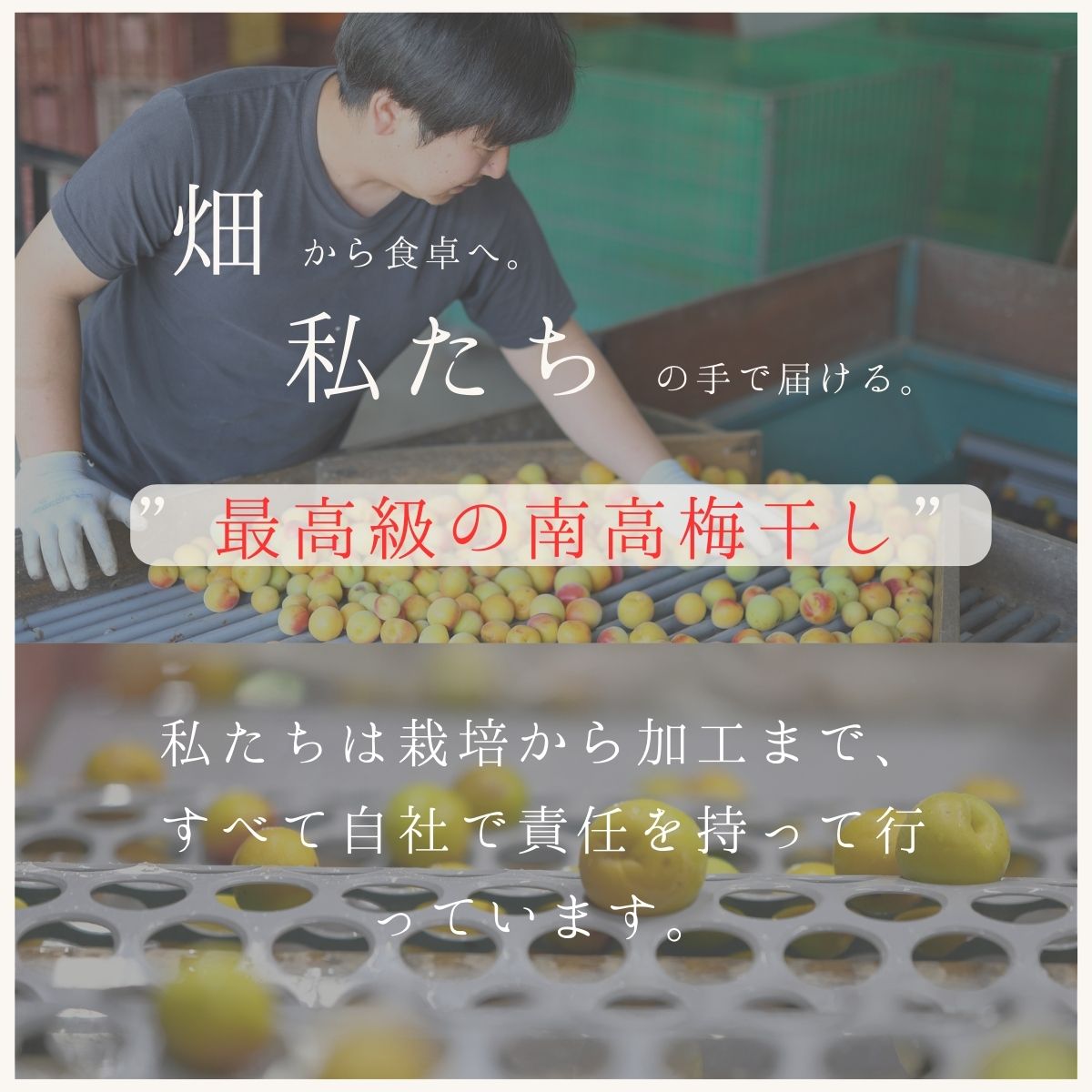 【GOLD】【大容量】 【ギフト】 紀州南高梅 梅干し しそ漬梅 700g 塩分約8％ 和歌山県産 国産 梅干 うめぼし 梅 しそ漬 しそ 贈答 プレゼント 送料無料 塩分補給