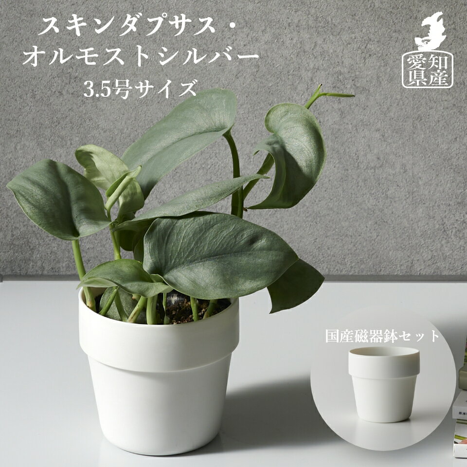 観葉植物 インテリア スキンダプサス オルモストシルバー 3.5号 小さい 陶器鉢 磁器鉢セット 鉢カバー おしゃれ お祝い 土 卓上 棚 希少 珍しい 引っ越し祝 新築祝 北欧 コテラ こてら