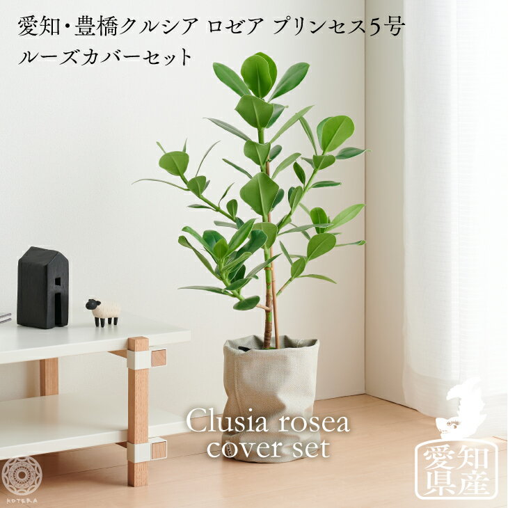 【全品5%off★4/16 1:59まで】観葉植物 インテリア 大きい 大型 ルーズカバーセット 鉢 おしゃれ お祝い 土 棚 愛知クルシアロゼア5号 loose cover たまごリーフ おしゃれ お祝い 北欧 開店祝 新築祝 引っ越し祝 かわいい コテラ