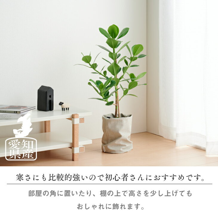 楽天市場 観葉植物 大きい 大型 ルーズカバーセット 鉢 おしゃれ お祝い 土 棚 愛知クルシアロゼア5号 Loose Cover たまごリーフ おしゃれ お祝い インテリア 北欧 インテリア 開店祝 新築祝 引っ越し祝 かわいい コテラ Koteraグリーンとインテリアのお店