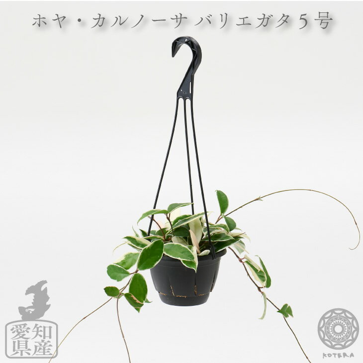 ホヤ 【全品5%off★5/16 1:59まで】観葉植物 インテリア 吊り下げ 鉢 おしゃれ お祝い 土 棚 ホヤ カルノーサ 斑入り 5号 北欧 開店祝 新築祝 引っ越し祝 かわいい