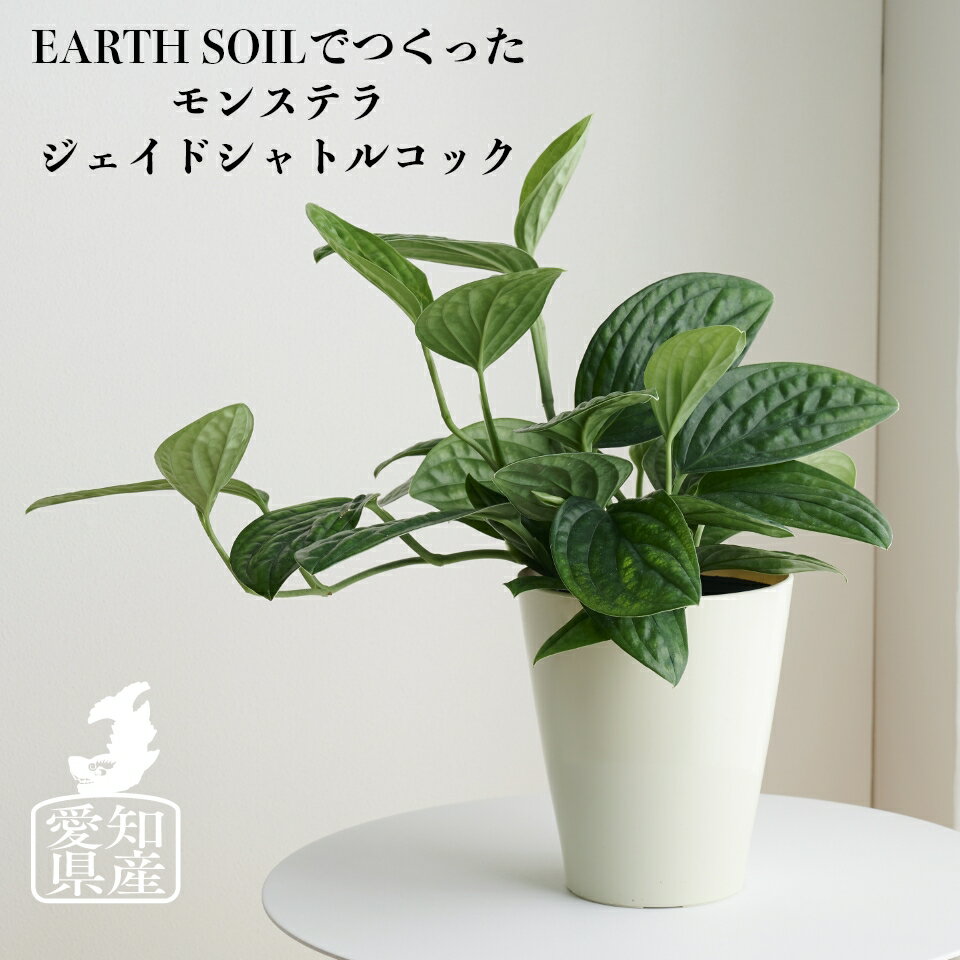 【全品5%off★5/10限定】観葉植物 インテリア 大型 鉢 カバー おしゃれ お祝い 棚 土 モンステラジェイドシャトルコック 5号 土 希少 珍しい 室内 円形 丸 北欧 引っ越し祝 新築祝 コテラ