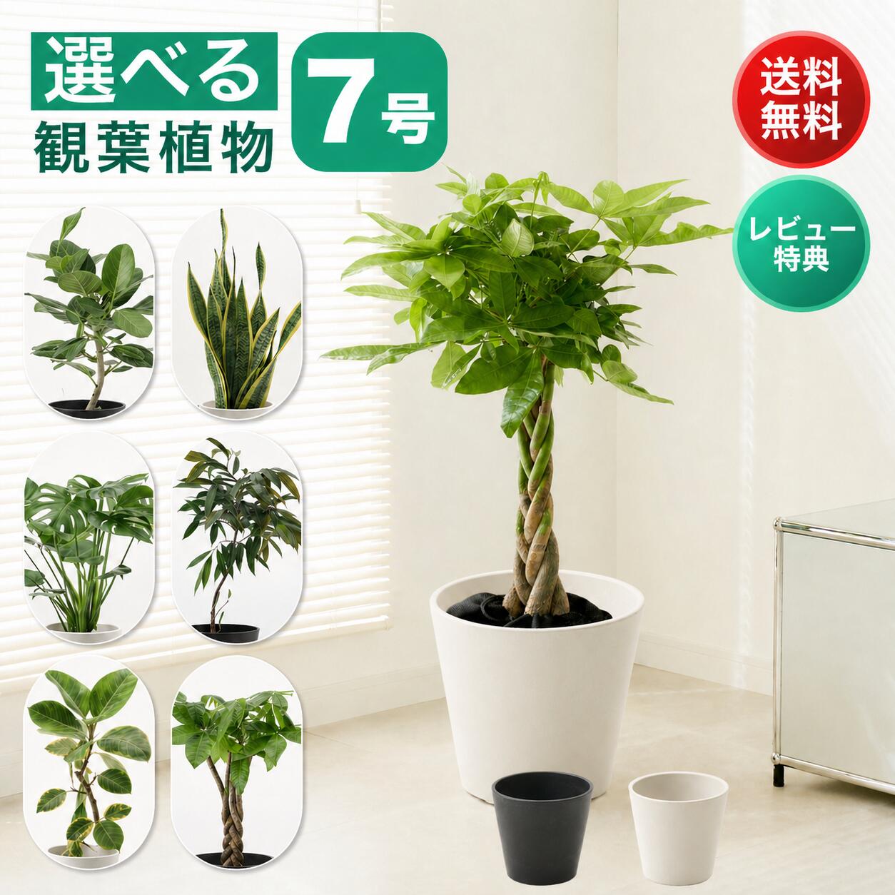 【28日最大50 OFF】観葉植物 7号 大型 パキラ 初心者向け 本物 鉢 おしゃれ モンステラ ゴムの木 ウンベラータ サンスベリア ベンガレンシス ユッカ 幸運の木 小さい ミニ インテリア 開店祝い 新築祝い 開業祝い 引越し祝い コテラ