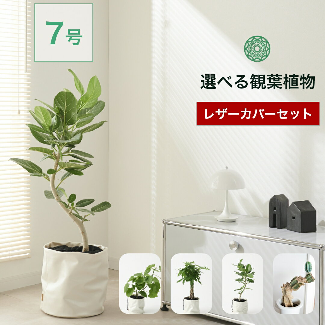 観葉植物 インテリア 大型 おしゃれ 7号 パキラ ウンベラータ ベンガレンシス サボテンブランチ アレカヤシ お祝い 棚 引っ越し祝い 新築祝い 北欧 育てやすい 立札 ギフト コテラ こてら