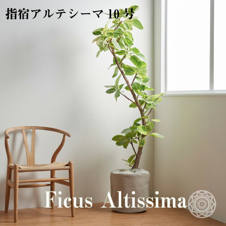 完売 観葉植物 指宿アルテシーマ 曲がり樹形 10号 大型 斑入り 黄色 ゴムノキ おしゃれ インテリア 指宿 生産者直送 育てやすい 初心者おすすめ プレゼント 梱包260 コテラ こてら Www Nbcc Org Ng