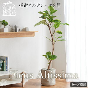 観葉植物 8号 大型 花 観葉植物 指宿アルテシーマ おうち時間 在宅 斑入り 曲がり樹形 おしゃれ コテラ 指宿 おうち時間 ゴムノキ 黄色 インテリア 生産者直送 育てやすい 初心者おすすめ プレゼント 梱包0 コテラ こてら Koteraグリーンとインテリアのお店 最大80 観葉植物 8号 大型 花 観葉植物 指宿アルテシーマ おうち時間 在宅 斑入り 曲がり樹形 おしゃれ コテラ 指宿 おうち時間 ゴムノキ 黄色 インテリア 生産者直送 育てやすい 初心者おすすめ プレゼント 梱包0 コテラ こてら Koteraグリーンとインテリアのお店 最大80