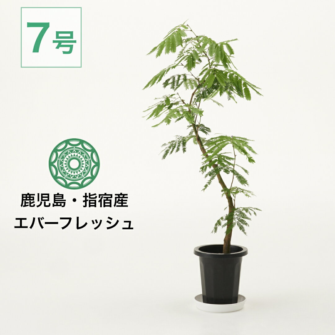 【全品5%off★5/16 1:59まで】観葉植物 エバーフレッシュ 大型 7号 インテリア おしゃれ 大きい 指宿 北欧 開店祝い 新築祝い 引っ越し祝い コテラ