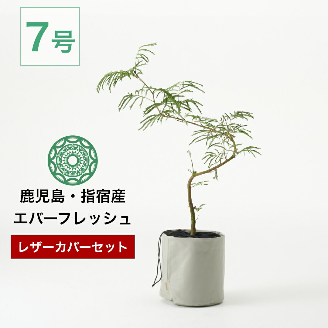 観葉植物 インテリア エバーフレッシュ カバーセット Mサイズ 7号 大型 鉢 おしゃれ お祝い 土 棚 引っ越し祝い 新築祝い 北欧 育てやすい 立札 ギフト 初心者おすすめ プレゼント コテラ こてら