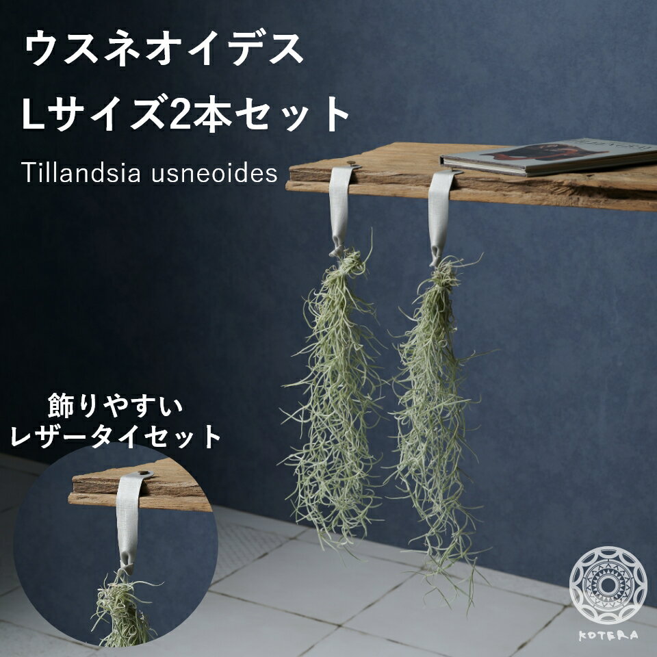 【全品5%off★5/16 1:59まで】観葉植物 インテリア エアプランツ ウスネオイデス Lサイズ 30cm 2本セット エアープランツ 吊り下げ おしゃれ ティランジア チランジア 壁掛け 誕生日 ギフト 人気 育てやすい ハンキング スパニッシュモス 希少種