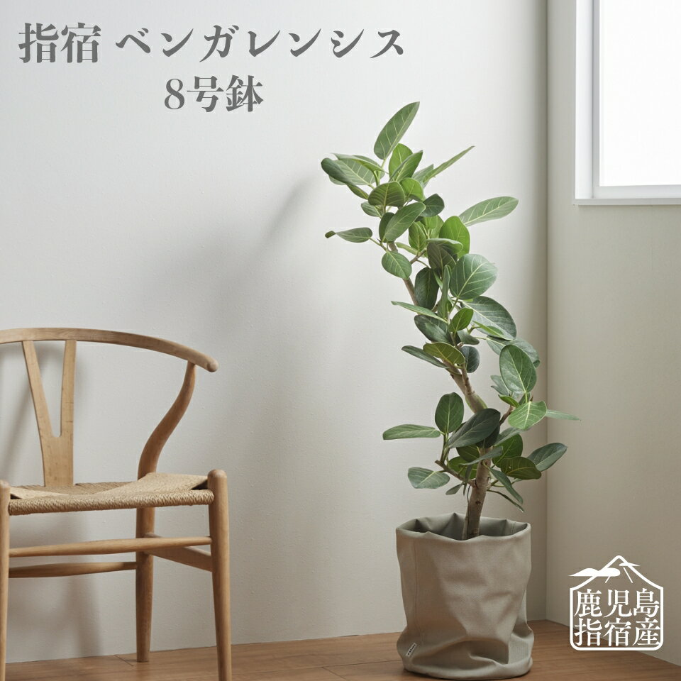 【全品5%off★10/11 1:59まで】観葉植物 おしゃれ 大型 鉢 お祝い 土 棚 【指宿ベンガレンシス 曲がり樹形 8号】 インテリア 引っ越し祝い 新築祝い 北欧 育てやすい 立札 ギフト コテラ こてら