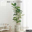 一時完売★9月中旬より順次発送【観葉植物 指宿ベンガレンシス 曲がり樹形 8号】 大型 限定5000鉢 ベンガルゴム おしゃれ インテリア 生産者直送 育てやすい ゴムノキ 曲がり樹形 プレゼント 梱包180 コテラ こてら 母の日