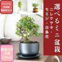 ミニ 盆栽 観葉植物 敬老の日 花 ギフト インテリア 小さい 卓上 鉢 おしゃれ bonsai ボ ...