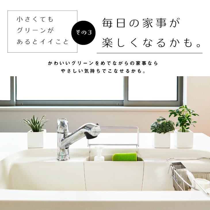 楽天市場 全品5 オフ 11 限定 観葉植物 おしゃれ お祝い インテリア 鉢 お祝い パキラ ウンベラータ カラテア モンステラ セット 小さい 棚 ハイドロカルチャー サンスベリア 引っ越し祝 新築祝 北欧 ミニ観葉植物 ポトス ガジュマル コテラ こてら 9cm Kotera