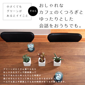 楽天市場 おうち時間 在宅 シェフレラ 観葉植物 おしゃれ インテリア 鉢おしゃれ 棚 卓上 ミニ 小さい 観葉植物6cm ハイドロカルチャー 消臭 鉢直径6cm 小苗 フェイクじゃない 国産 コテラ こてら 母の日 Koteraグリーンとインテリアのお店 楽天市場 おうち時間 在宅 シェフレラ 観葉植物 おしゃれ インテリア 鉢おしゃれ 棚 卓上 ミニ 小さい 観葉植物6cm ハイドロカルチャー 消臭 鉢直径6cm 小苗 フェイクじゃない 国産 コテラ こてら 母の日 Koteraグリーンとインテリアのお店
