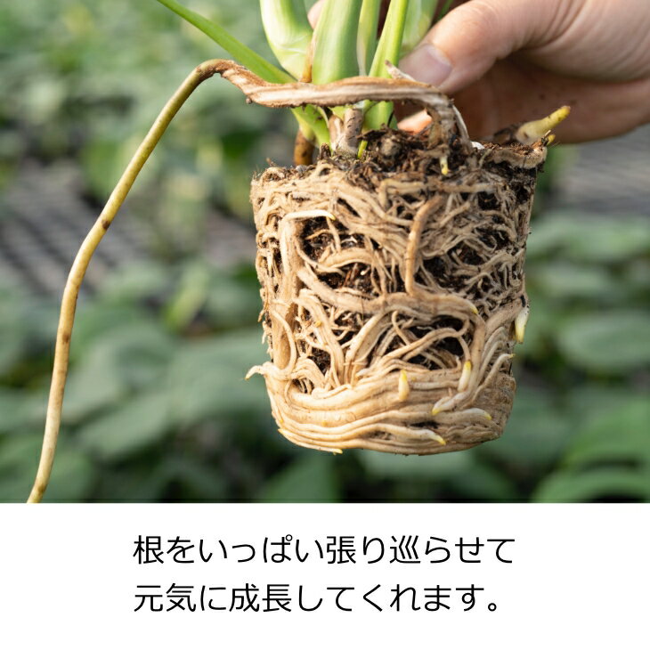 アースソイル 3l 観葉植物 土 観葉植物の土 園芸培養土 燃える土 燃やせる土 観葉植物用土 最大98 オフ ガーデニング 植え替え