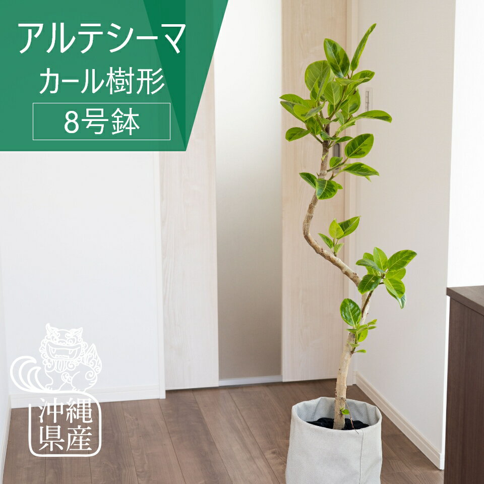 【全品5%off★5/16 1:59まで】沖縄 観葉植物 インテリア おしゃれ 大きい 大型 アルテシーマ 8号 カール樹形 鉢 ゴムノキ お祝い 北欧 開店祝 新築祝 引っ越し祝 コテラ