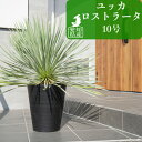 【全品5%off★5/10限定】観葉植物 インテリア おしゃれ 大きい 大型 ユッカ ロストラータ オーストラリアプランツ ネイティブプランツ 10号 北欧 開店祝 新築祝 引っ越し祝 コテラ