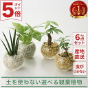 土を使わない 観葉植物 小さい ハイドロカルチャー パキラ シェフレラ フィカス モンステラ エバーフレッシュ サンスベリア コテラ こてら