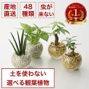 【最大50%offの超特価セール】土を使わない ミニ 観葉植物 小さい ハイドロカルチャー 鉢 ガラス ポット 透明 選べる おしゃれ 棚 パキラ モンステラ ...
