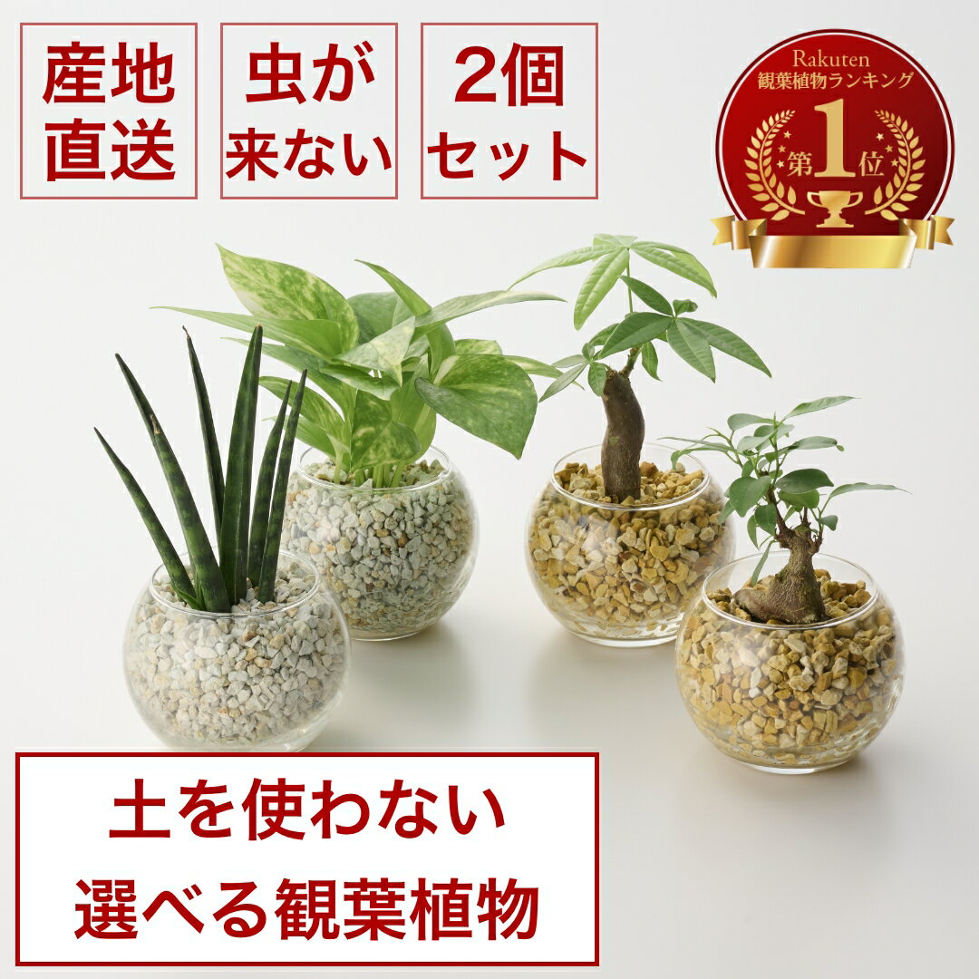 観葉植物 インテリア 選べる ハイドロカルチャー ガラス 1点 小さい おしゃれ 鉢 棚 パキラ ウンベラータ モンステラ サンスベリア 女性 女友達 結婚祝い 退職祝い 男性 上司 引っ越し祝い 新築祝い 贈り物 北欧 コテラ こてらのサムネイル