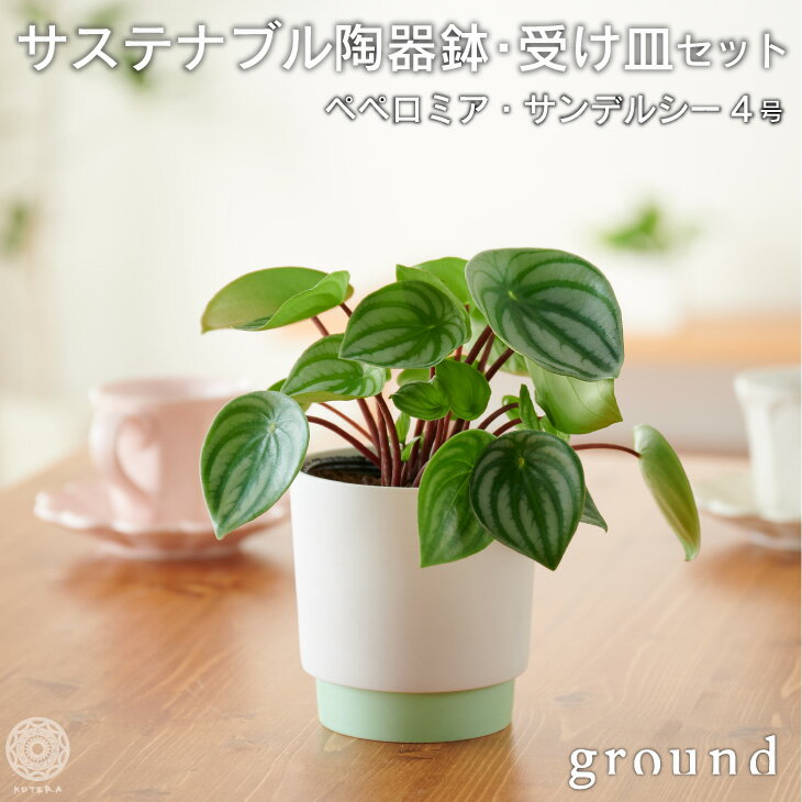 観葉植物 インテリア 小さい 卓上 スイカペペ 鉢 おしゃれ お祝い 土 棚 【ground】 受け皿一体型 サスティナブル陶器鉢 Mサイズ 室内 ペペロミア 北欧 セット 引っ越し祝 新築祝 コテラ