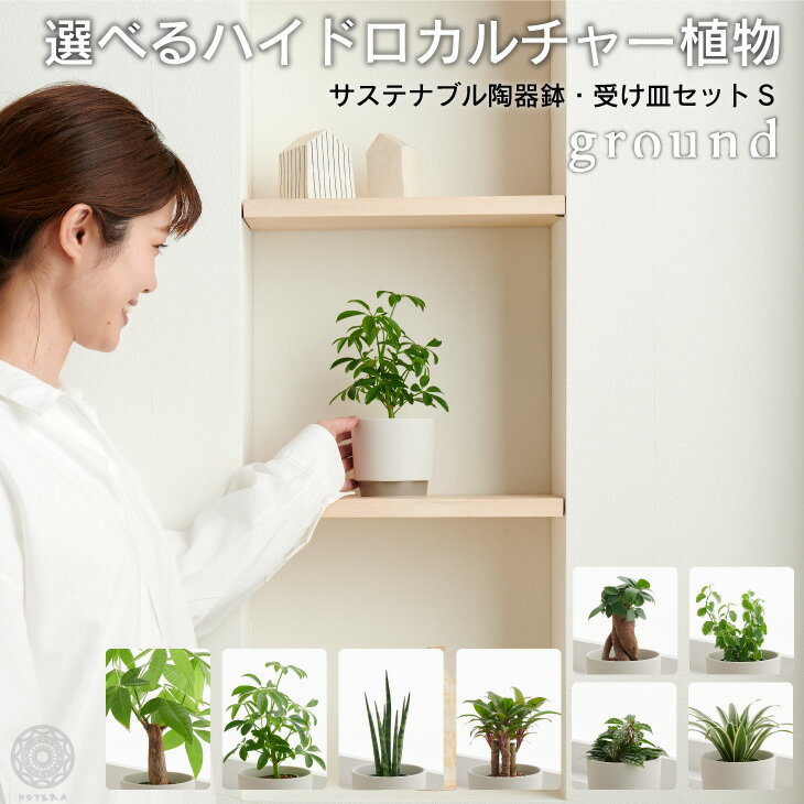 【全品10%off★8/20 23:59まで】観葉植物 インテリア おしゃれ 小さい 卓上 鉢 お祝い 【ground】 パキラ ウンベラータ ミニ モンステラ セット 小さい 卓上 棚 ハイドロカルチャー サンスベリア 引っ越し祝 新築祝 北欧 ミニ ポトス ガジュマル コテラ こてら 6cmのサムネイル