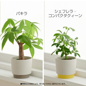 楽天市場 観葉植物 小さい 鉢 おしゃれ お祝い Ground パキラ ウンベラータ ミニ モンステラ セット 小さい 棚 ハイドロカルチャー サンスベリア 引っ越し祝 新築祝 北欧 ミニ観葉植物 ポトス ガジュマル コテラ こてら 6cm Koteraグリーンとインテリアのお店 楽天市場 観葉植物 小さい 鉢 おしゃれ お祝い Ground パキラ ウンベラータ ミニ モンステラ セット 小さい 棚 ハイドロカルチャー サンスベリア 引っ越し祝 新築祝 北欧 ミニ観葉植物 ポトス ガジュマル コテラ こてら 6cm Koteraグリーンとインテリアのお店