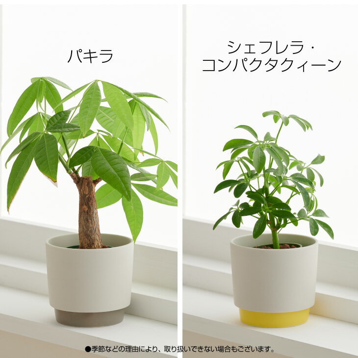 楽天市場 観葉植物 小さい 鉢 おしゃれ お祝い Ground パキラ ウンベラータ ミニ モンステラ セット 小さい 棚 ハイドロカルチャー サンスベリア 引っ越し祝 新築祝 北欧 ミニ観葉植物 ポトス ガジュマル コテラ こてら 6cm Koteraグリーンとインテリアのお店