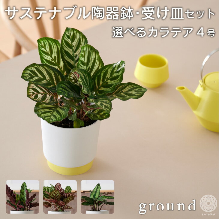 観葉植物 インテリア 小さい 卓上 カラテア 鉢 おしゃれ お祝い 土 棚 【ground】受け皿一体型 サスティナブル陶器鉢 Mサイズ 室内 円形 北欧 セット 引っ越し祝 新築祝 コテラ