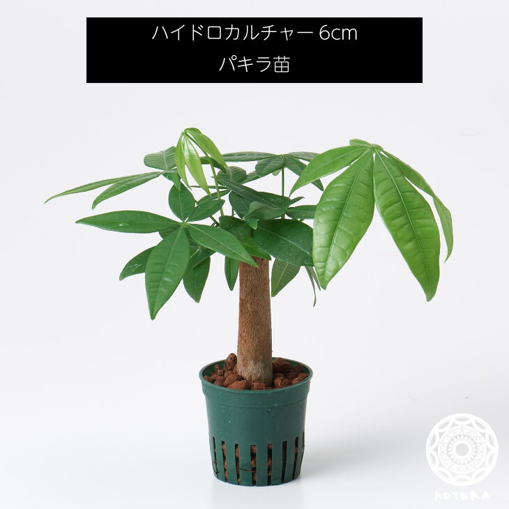 パキラ 苗 リピーター様限定 観葉植物 ハイドロカルチャー6cm 6パイ