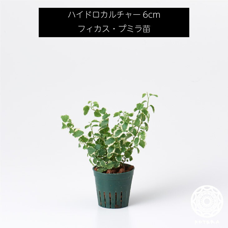 フィカス・プミラ 苗 リピーター様限定 観葉植物 ハイドロカルチャー6cm 6パイ