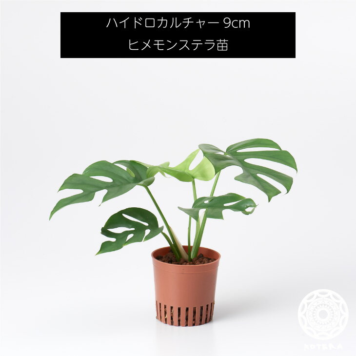 ヒメモンステラ 苗 リピーター様限定 観葉植物 ハイドロカルチャー9cm 9パイ