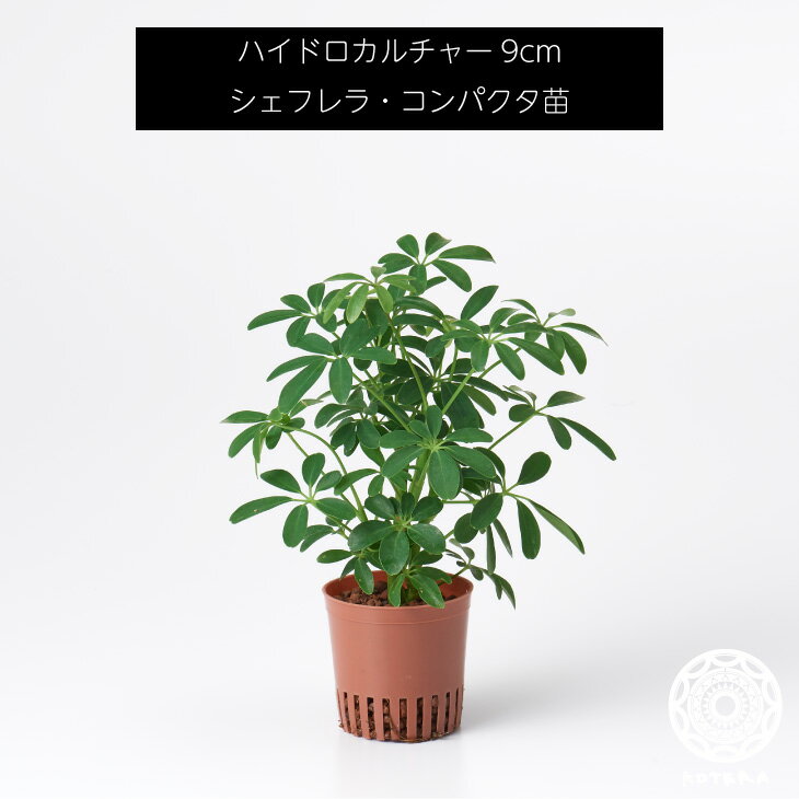 シェフレラ・コンパクタ 苗 リピーター様限定 観葉植物 ハイドロカルチャー9cm 9パイ