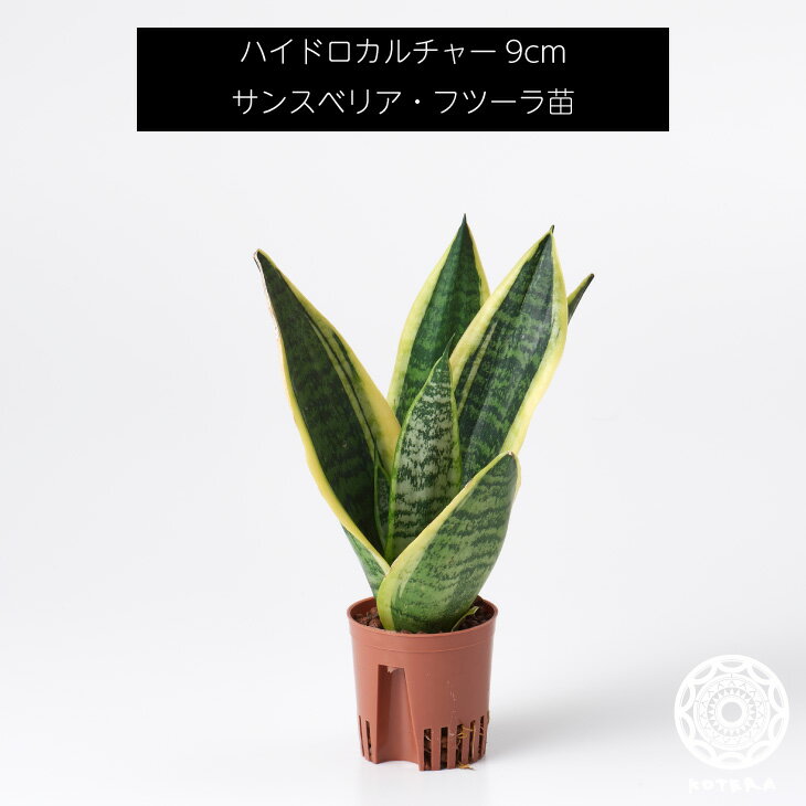 サンスベリア・フツーラ 苗 リピーター様限定 観葉植物 ハイドロカルチャー9cm 9パイ