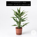 サンデリアーナホワイト 苗 リピーター様限定 観葉植物 ハイドロカルチャー9cm 9パイ