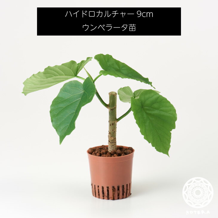 ウンベラータ 苗 リピーター様限定 観葉植物 ハイドロカルチャー9cm 9パイ