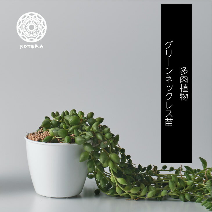 グリーンネックレス 苗 リピーター